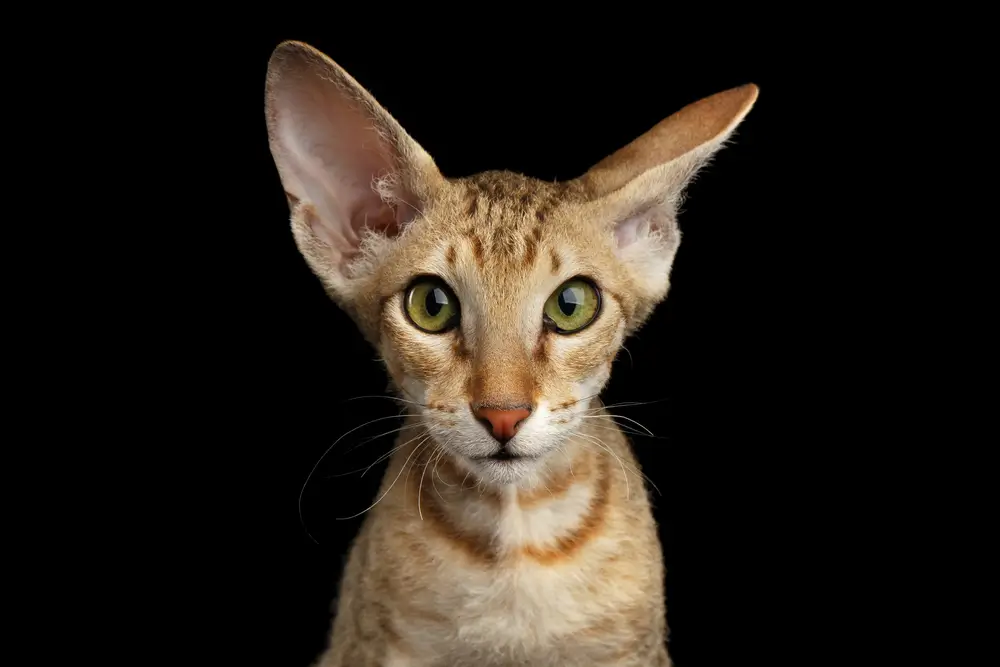 Plemeno Peterbald